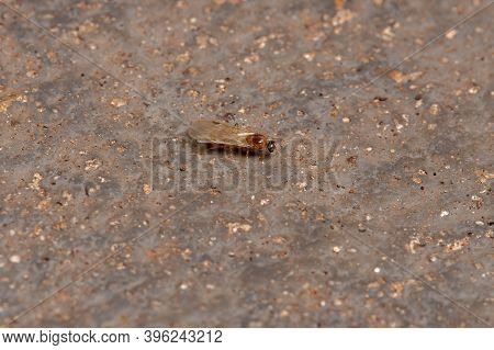 Brazilian Myrmicine Ant Of The Subfamily Myrmicinae