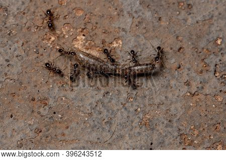 African Big-headed Ant Of The Species Pheidole Megacephala