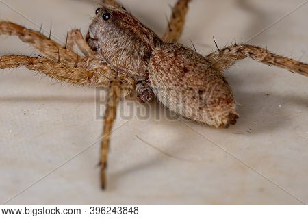 Wolf Spider Of The Family Lycosidae