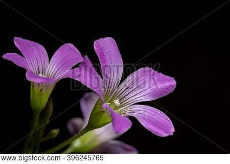 Largeflower Pink Sorrel
