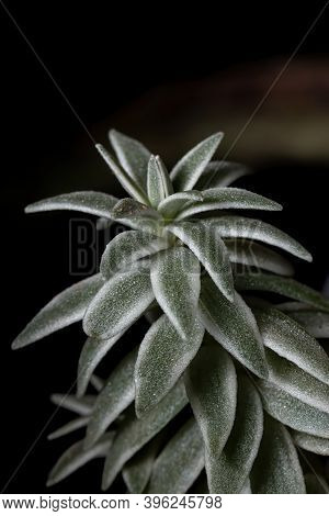 Variegated Form Of The Sucullent Plant Of The Species Sedum Lineare