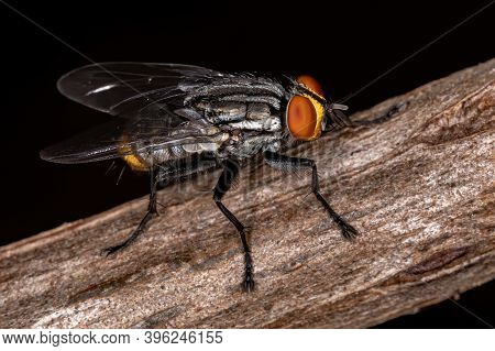 Adult Flesh Fly Of The Family Sarcophagidae