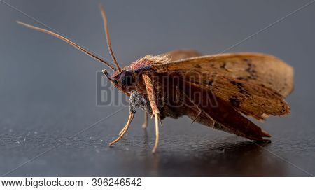 Brazilian Yellow Moth