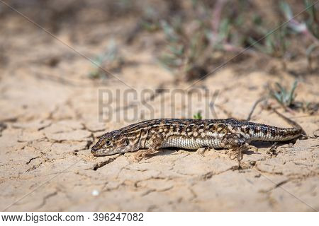 Steppe Runner Lizard Or Eremias Arguta Close On Dry Ground.