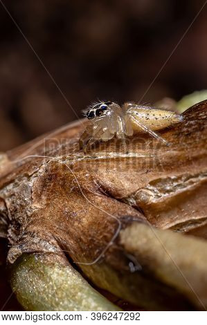 Small Jumping Spider