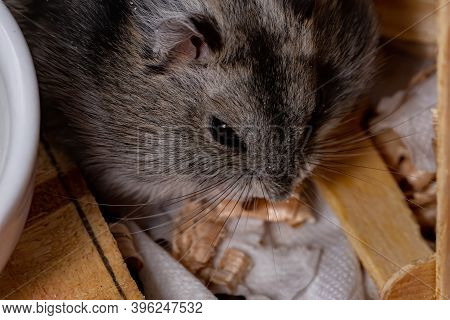 Campbell's Dwarf Hamster