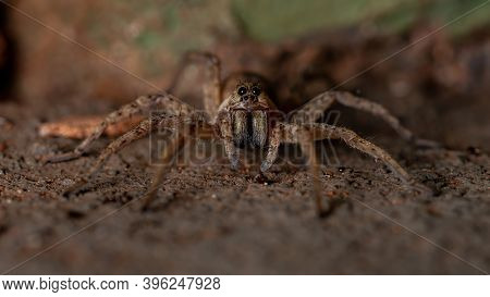 Adult Wolf Spider