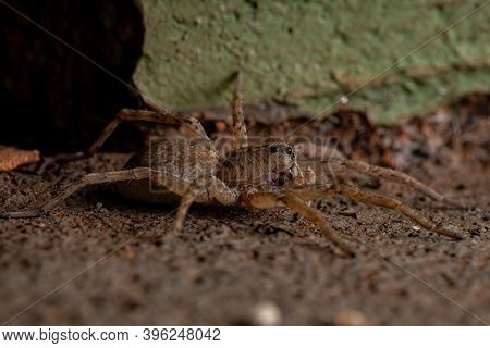 Adult Wolf Spider