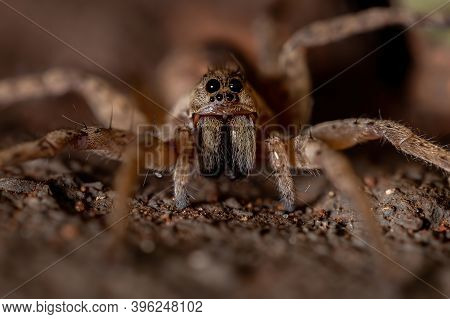 Adult Wolf Spider