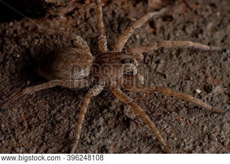 Adult Wolf Spider