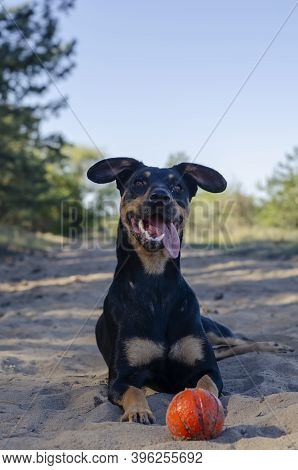 Funny Puppy Dog Breed Doberman Lies On The Sand With A Red Ball Toy. Pet With An Open Mouth And Stic