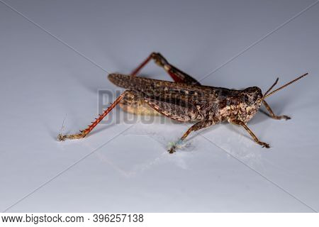 Spur Throated Grasshopper