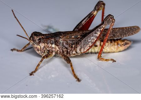 Spur Throated Grasshopper