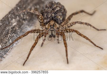 Wolf Spider Carrying The Young In The Abdomen
