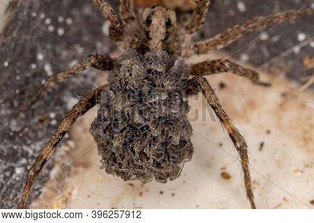 Wolf Spider Carrying The Young In The Abdomen