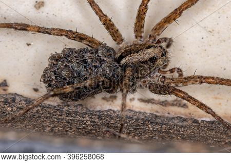 Wolf Spider Carrying The Young