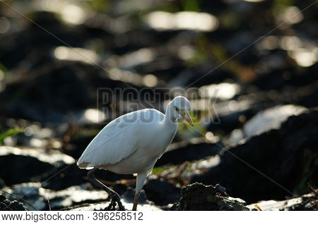 Cattle Egret Are Looking For Food In The Fields.  cattle Egret (bubulcus Ibis) Is A cosmopolitan spe