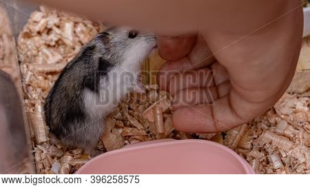 Campbell's Dwarf Hamster