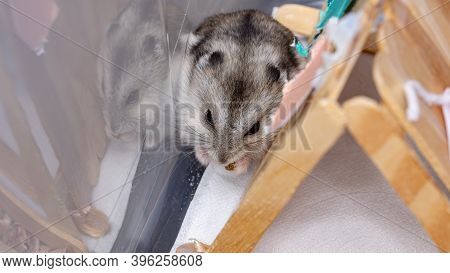 Campbell's Dwarf Hamster