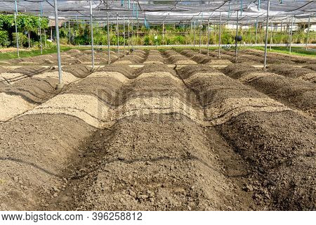 Preparing Soil For Plantation Of The Planting Nursery Under Shading Net In The Vegetables Orgarnic F