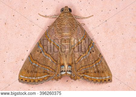 Adult Underwing Moth Of The Species Eulepidotis Caeruleilinea