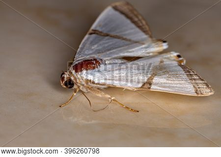 Adult Underwing Moth Of The Genus Eulepidotis
