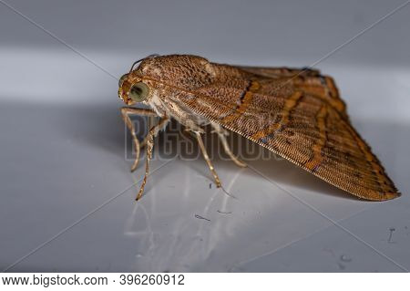 Underwing Moth Of The Species Eulepidotis Caeruleilinea