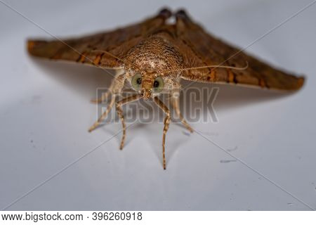 Adult Underwing Moth