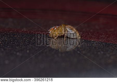 Small Jumping Spider