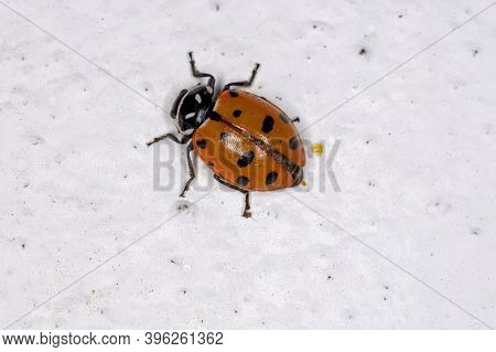 Convergent Lady Beetle Of The Species Hippodamia Convergens
