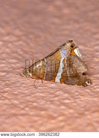 Adult Underwing Moth Of The Genus Eulepidotis