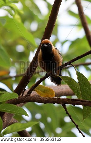 Burnished-buff Tanager Of The Species Stilpnia Cayana