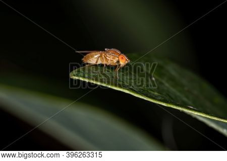 Vinegar Fly Of The Species Zaprionus Indianus