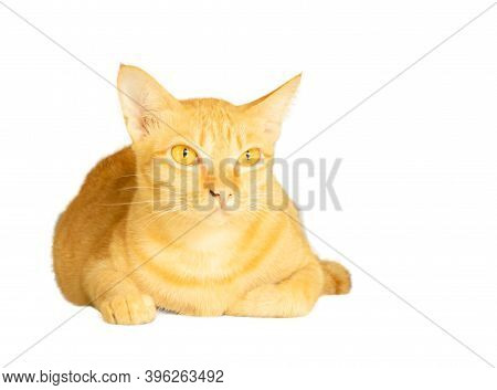 A Portrait Of Yellow Cat Lie On, Flufy Hair Animal Isolated On White Background With Clipping Path A