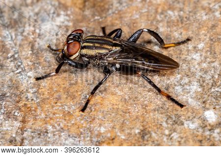 Adult Acalyptrate Fly Of The Family Ropalomeridae