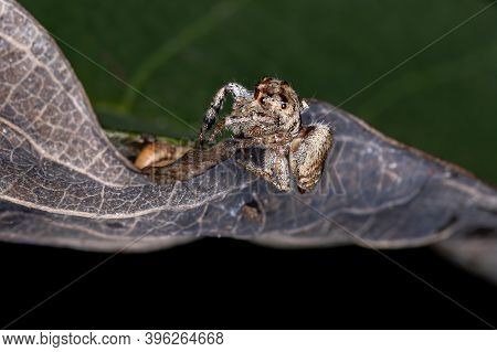 Adult Jumping Spider