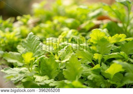 Fresh Greenery Foliage Of Celery Plant Or Baby Smallage Spreading In The Cray Pottery On Blurry Back