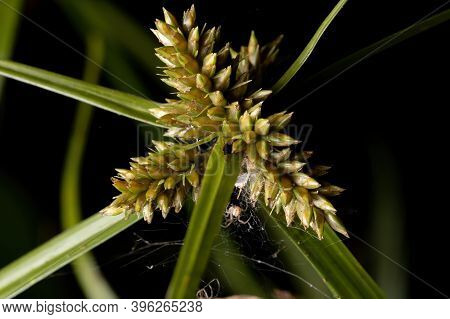 Brazilian Flatsedge Of The Genus Cyperus In Macro View
