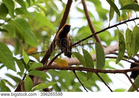 Burnished-buff Tanager Of The Species Stilpnia Cayana