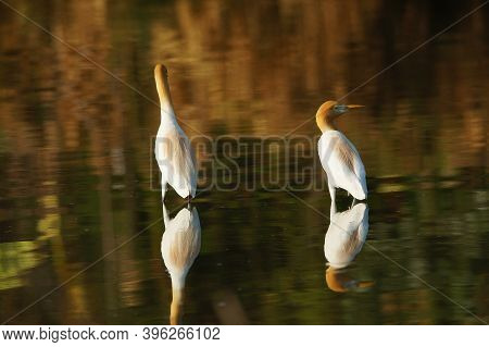 Cattle Egret Are Looking For Food In The Riverbank