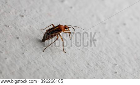 Plant Bug Of The Species Horciasinus Signoreti