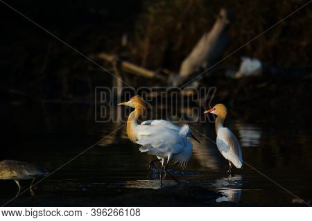Cattle Egret Are Looking For Food In The Riverbank