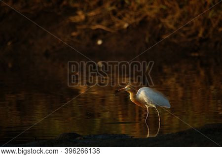 Cattle Egret Are Looking For Food In The Riverbank