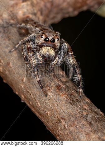 Male Jumping Spider