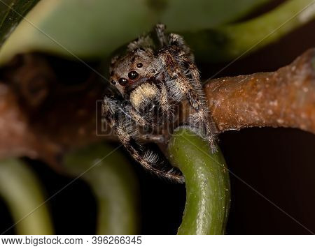 Male Jumping Spider