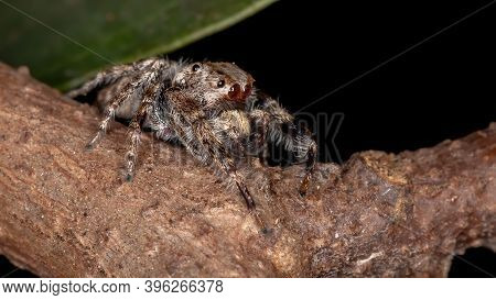 Male Jumping Spider