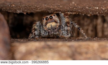 Male Jumping Spider