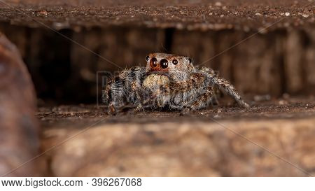 Male Jumping Spider