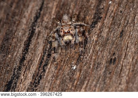 Male Jumping Spider