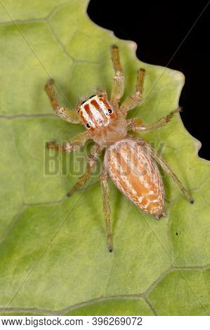 Adult Jumping Spider